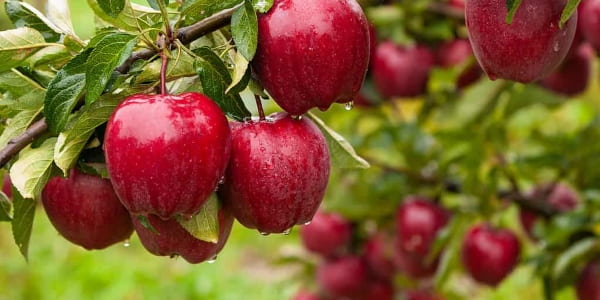 تصویر 1 از قیمت سیب قرمز سفت با کیفیت ارزان + خرید عمده